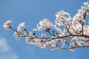 サクラの開花画像