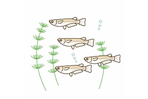 メダカの受精〜産卵画像