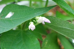 植物に片側から光を当てると画像